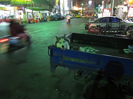 荷台のシベリアンハスキー