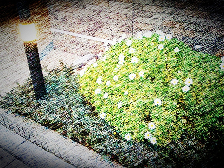 野に咲く花のように。
