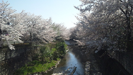 恩田川の桜3