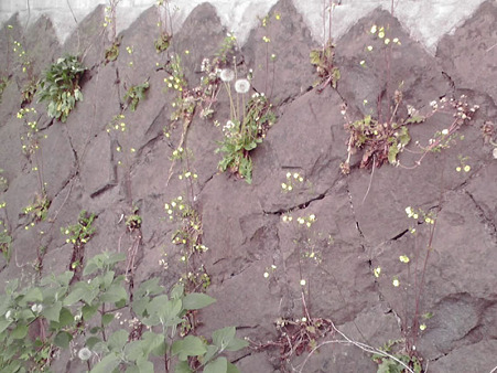 黄色い草花が・・・