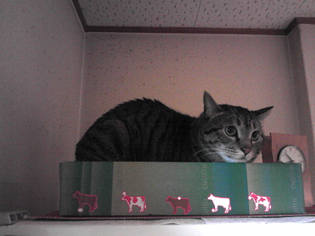 ののちゃん宅の先住猫ちゃん