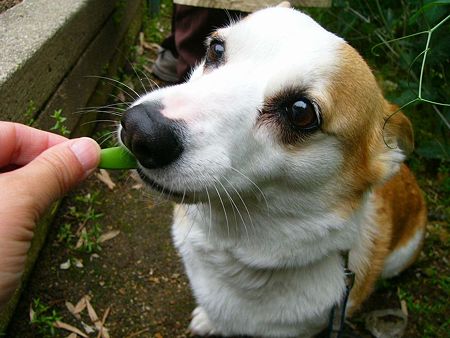 パクパク