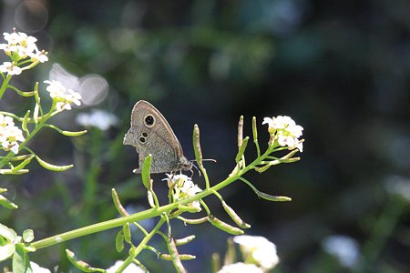 2012.05.19　和泉川　オランダガラシにヒメウラナミジャノメ