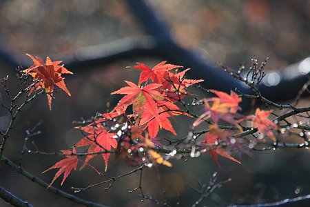 2009.12.06　大池公園　紅葉-1