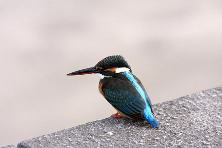 2010.01.04　和泉川　カワセミ