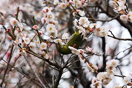 2010.03.05　鎌倉　宝戒寺　梅とメジロ