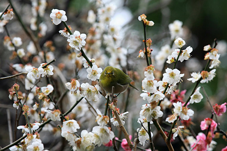 2010.03.05　鎌倉　宝戒寺　メジロ花粉塗れ