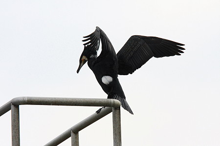 2010.03.19　境川　カワウ