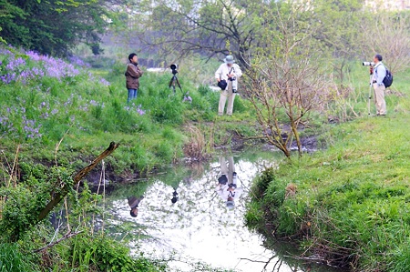 2010.04.21　和泉川　カワセミ待ち