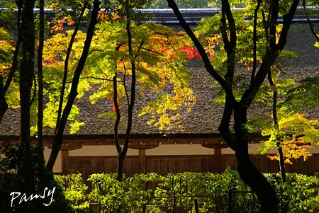 上賀茂神社にて・・9