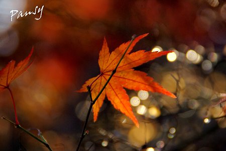 紅い葉揺れて・・