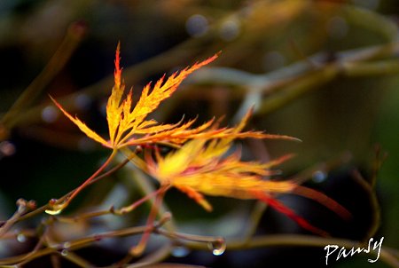 繊細・・