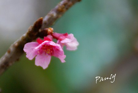 咲き始めの河津桜・・