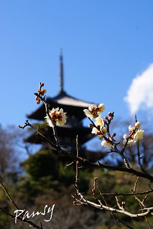 青空と・・梅と・・三重塔・・