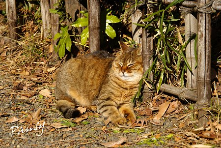 陽だまりで・・三渓園の猫・・