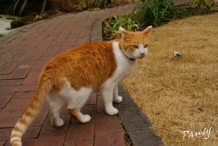 お庭のガイドさん・・石窯ガーデンテラスの猫・・