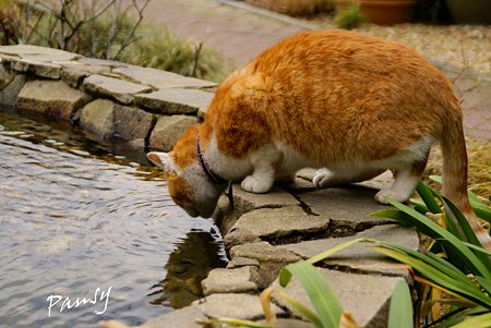 石窯ガーデンテラスの猫・・3