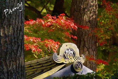紅葉の三渓園 ・・17