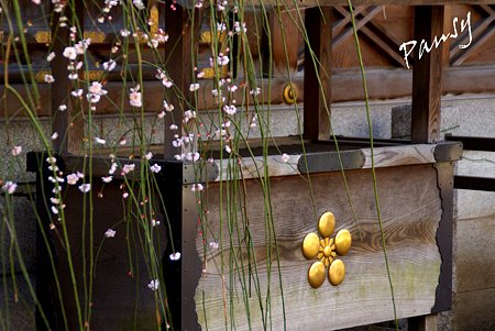 梅の花と・・梅の御紋