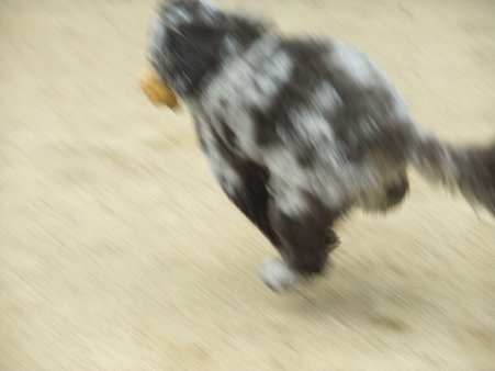 すばしっこく
