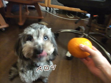 ぺろ!