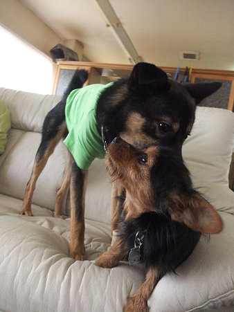 大きな犬とでも平気で遊ぶ♪