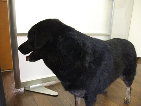 カメラ向けるとそむける