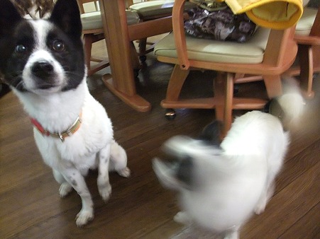 コマとのツーショット撮りたいんやけど・・・