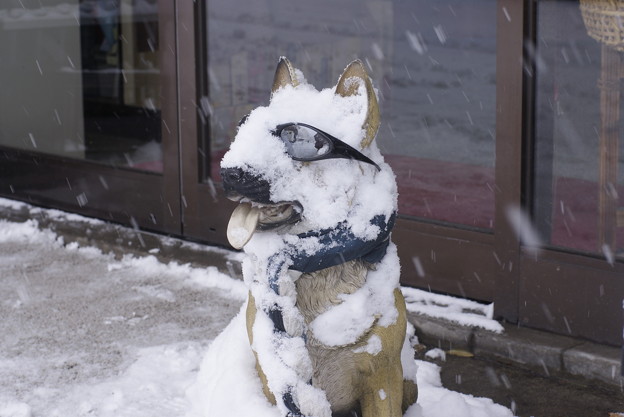 雪犬 照片共享頁面 攝影藏