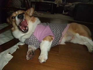 2009_1217ろんたんちにおじゃま0068