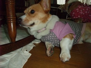 2009_1217ろんたんちにおじゃま0066