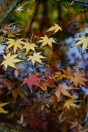 水鉢の落ち紅葉!(091212)