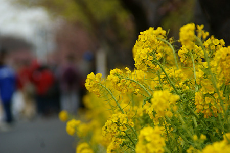 桜祭りに菜の花も!(110219)