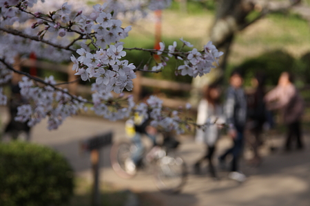 花見客