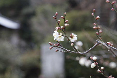 秋篠寺 - 06