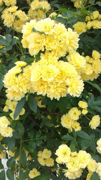 黄色い花の木を散歩中に発見 写真共有サイト フォト蔵