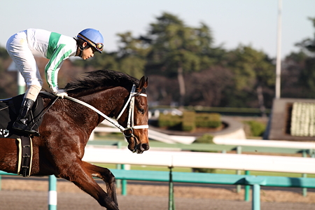 メジロミドウ_20101204