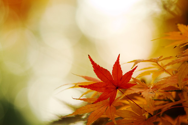 朝陽と紅葉