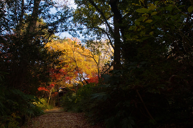 紅葉へ続く道