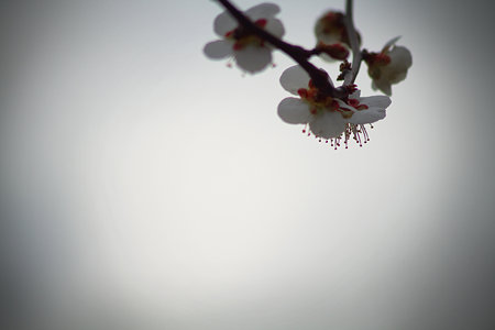 初春