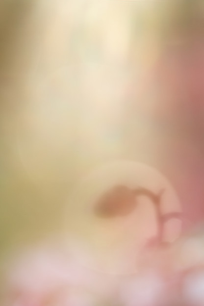 森の中で