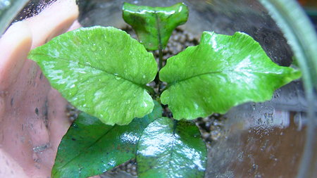 DSCF8413