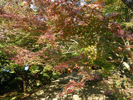 竈門神社の紅葉