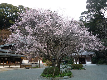 鎮国寺の緋寒桜と梅(5)