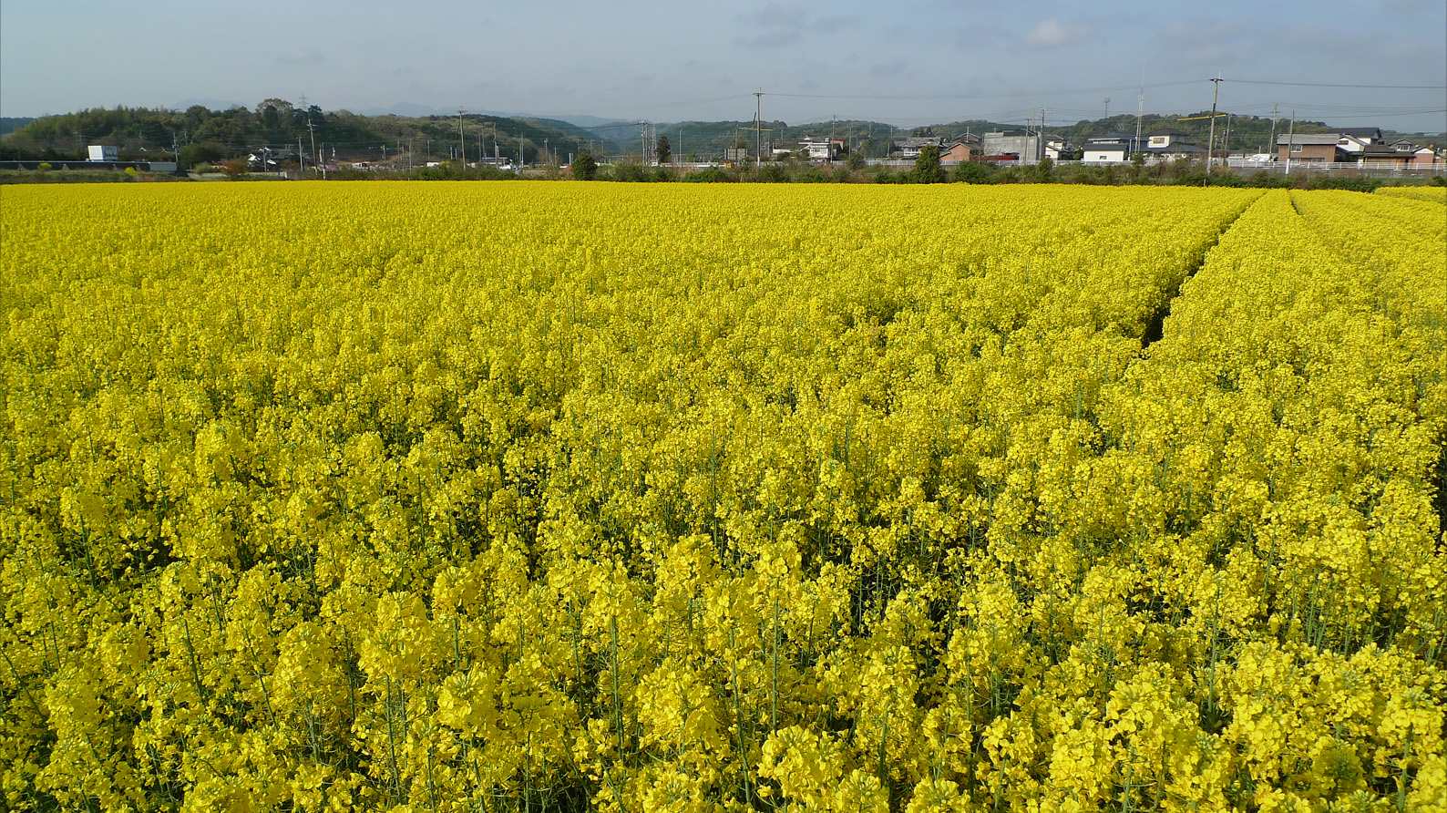 築上町湊の菜の花畑 | 築上町