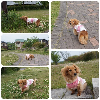 20120520 朝のお散歩☆