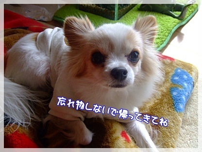 おみやげお願い