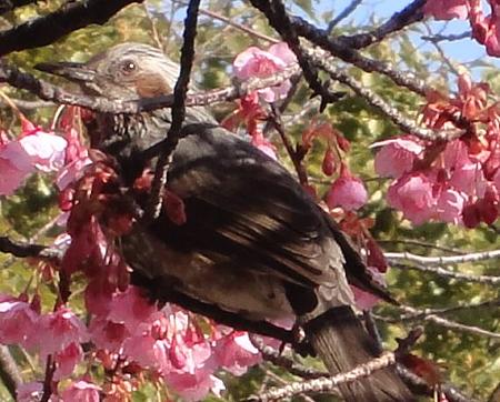 ツグミをアップにしてみた。 寒桜にツグミ 品川宿 荏原神社