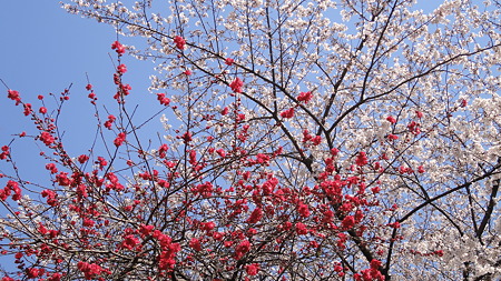 浅草隅田川沿い 紅白に見える桜満開