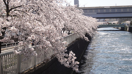 品川宿 目黒川の桜